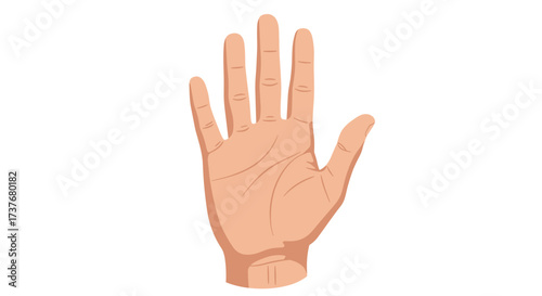 Realistic open hand palm front view gesture on white background
