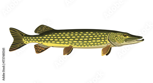 Understanding the Northern Pike a predatory freshwater fish known for its speed and aggression in aquatic environments.