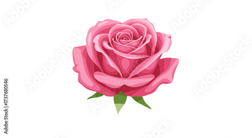 Realistic pink rose with green leaves on white background