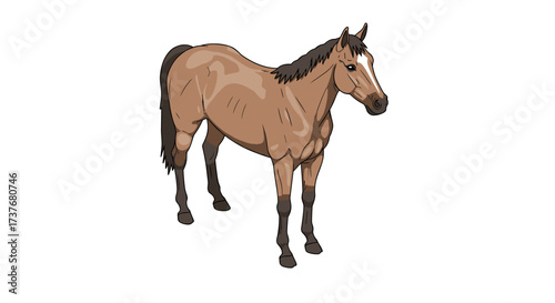 Realistic standing horse on white background