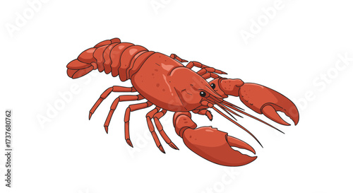 Detailed lobster artwork on white background