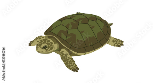 Detailed camouflage tortoise on white background: nature and wildlife art