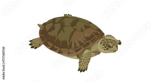 Realistic tortoise artwork on clean white background