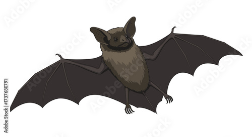 Detailed bat artwork on white background: realistic flying bat with outstretched wings