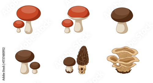Collection of flat style mushrooms including morel and oyster varieties