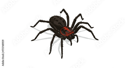 Realistic spider with red and black pattern on white background