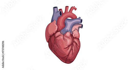 Detailed anatomical heart design in realistic style for educational and medical use