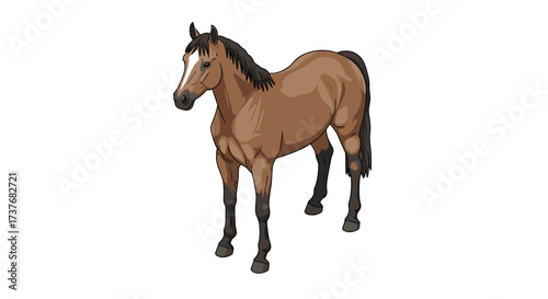 Realistic brown horse in standing pose with white background