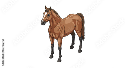 Realistic standing horse with detailed anatomy on white background