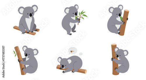 Cute koalas in various poses eating bamboo on branches