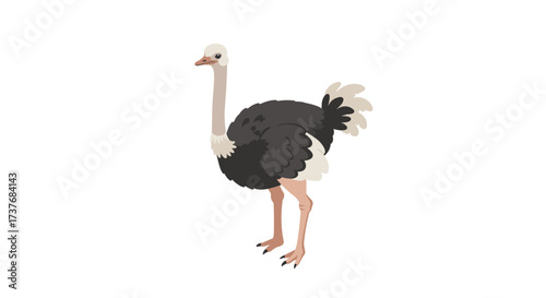 Colorful flat design ostrich on white background