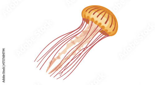 Vibrant jellyfish with transparent tentacles on white background