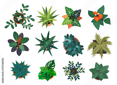 Top-view vector set of potted house plants including monstera, alocasia, aloe, snake plant, ficus, and more. Hand-drawn flat illustrations, colorful, isolated, perfect for design