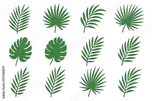 Collection of twelve various green tropical palm leaves on white background