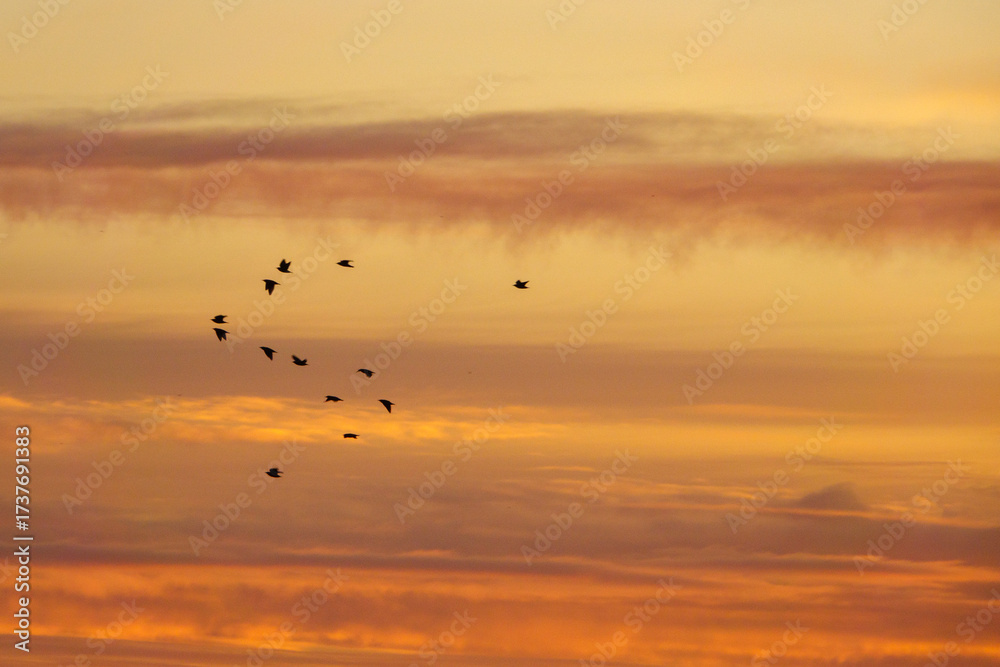 Obraz premium flying birds on sunrise of beautiful cloudy sky
