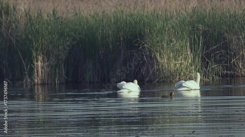 Mute swans (Cygnus olor). A pair of white swans circle synchronously on the water. Slow motion.