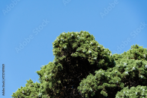 Himalayan cedar (Cedrus Deodara, Himalayan cedar) grows in a park in Sochi. Branch of Himalayan cedar with green cones stands out beautifully against blue sky. Design concept based on nature.
