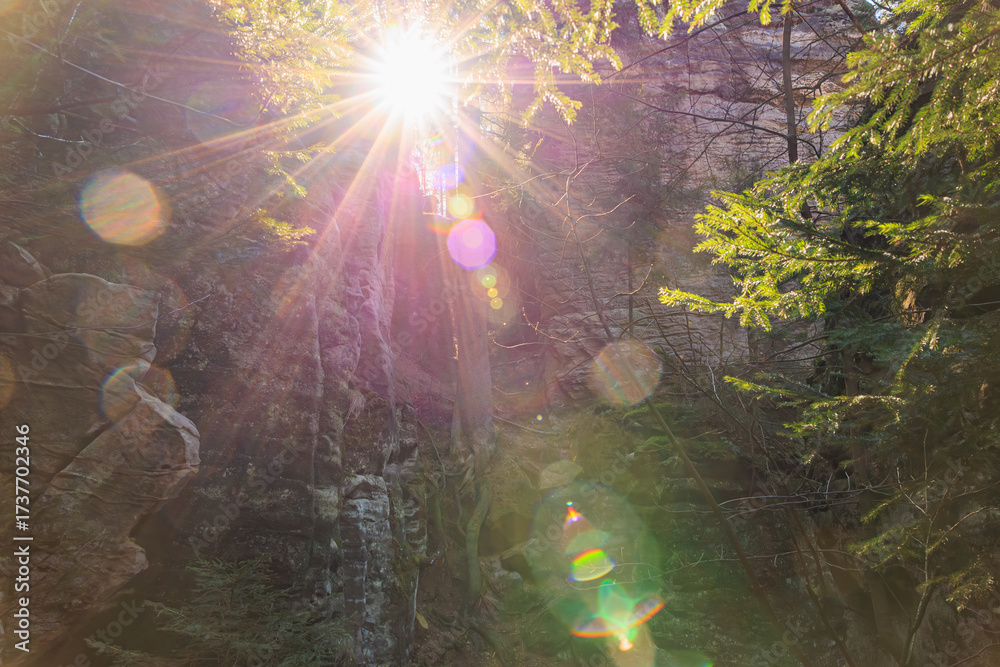 Fototapeta premium Sunlight filtering through forest trees on rocky cliff
