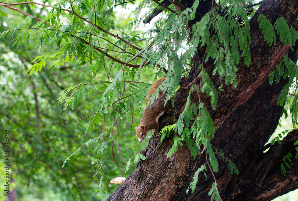 Fototapeta premium Curious Squirrel Exploring Tree Branches in Natural Forest Environment - Wildlife Animal Behavior.