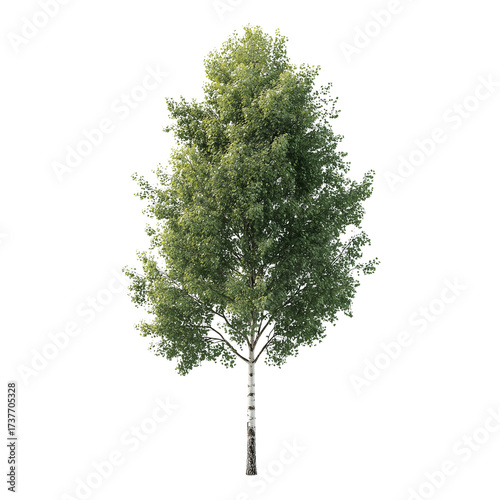 Realistic poplar tree with slender trunk isolated for various design projects