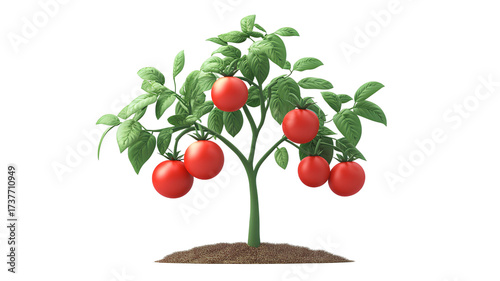 Tomato plant isolated on transparent background. 3d render illustration.