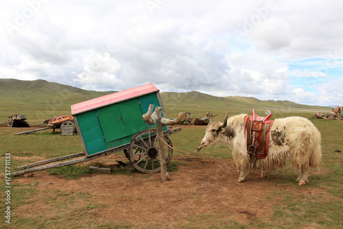 A type of yak and two-wheeled wooden cart native to rural areas of Mongolia.