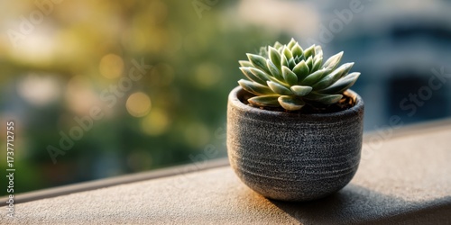 Succulent Plant Growing in Pot Indoor Gardening Home Decor