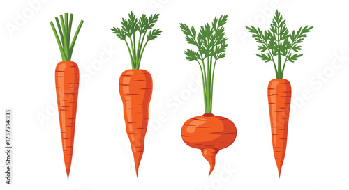 A collection of fresh organic carrots and a turnip root vegetable variety.