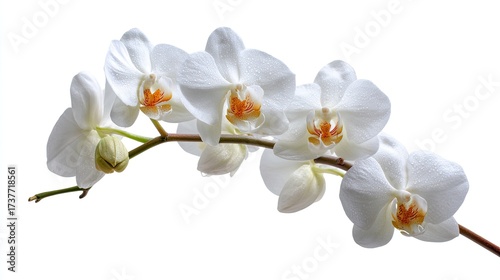 Beautiful white orchid flower bloom with delicate petals tropical exotic floral plant decorative botanical element isolated on white background
