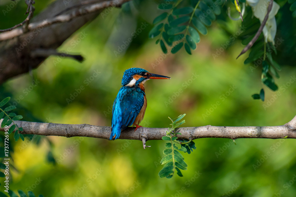 Fototapeta premium This image captures a vibrant common kingfisher perched on a branch, showcasing its striking iridescent blue back and orange underparts amidst lush green foliage, eyes keenly focused.