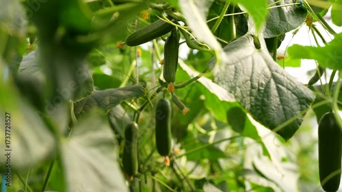 Cucumber Growing in Greenhouse | Fresh Organic Agriculture Video