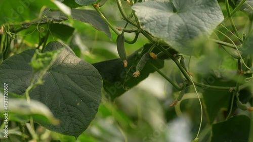 Cucumber Growing in Greenhouse | Fresh Organic Agriculture Video