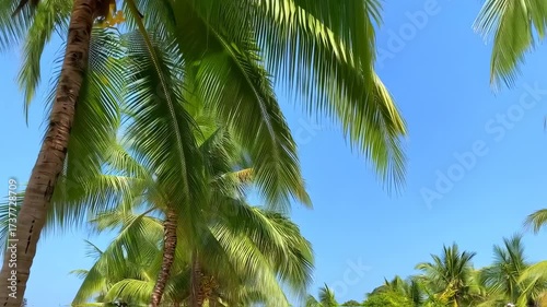 Lush palm trees with vibrant green fronds against a clear cerulean sky, showcasing clusters of yellow coconuts