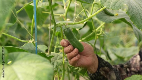 Cucumber Growing in Greenhouse | Fresh Organic Agriculture Video