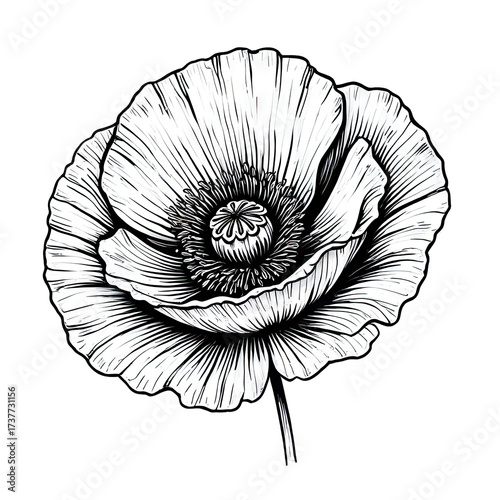 Detailed black and white poppy flower illustration on solid background