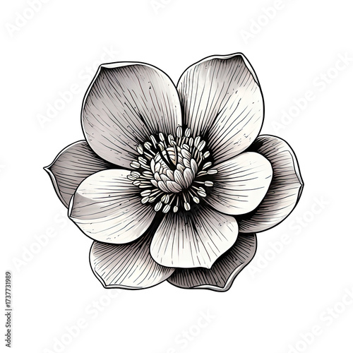Elegant anemone flower illustration with intricate details on a black background