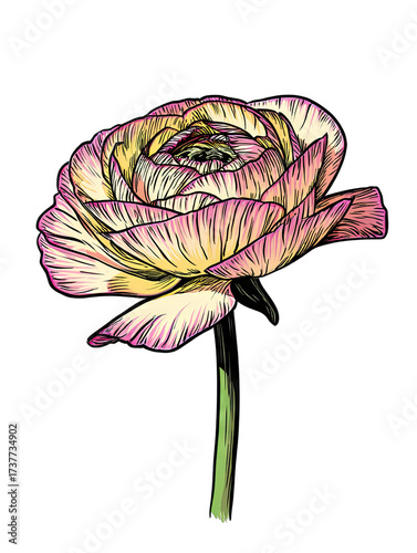 Elegant ranunculus flower with pink edges and isolated on black background