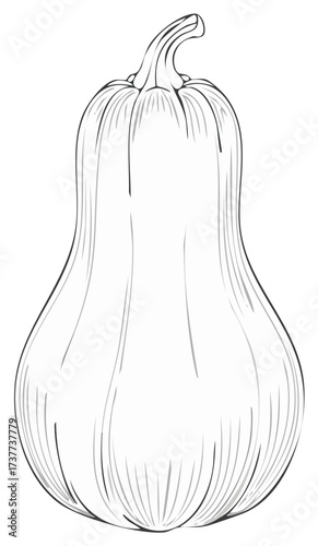 Line drawing of a Butternut Squash isolated against a blank background