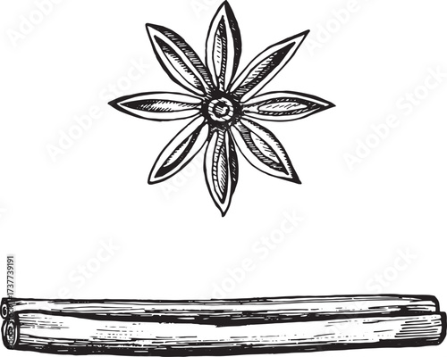 Vector hand drawn illustration of cinnamon stick and star anise. Detailed vintage sketch of aromatic spices used in cooking, baking, mulled wine, tea, Ayurveda, herbal medicine and healthy food