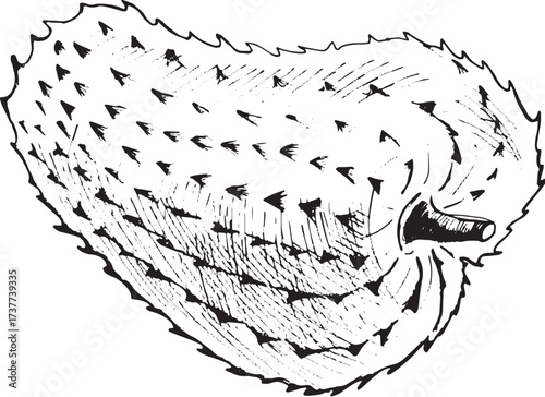 Vector hand drawn illustration of soursop fruit. Detailed vintage sketch of tropical guanabana, graviola, prickly custard apple with leaves. Exotic botanical drawing for healthy food, tea and medicine