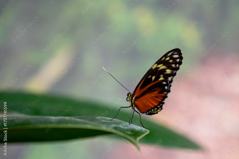 Obraz premium tropical red butterfly on a leaf