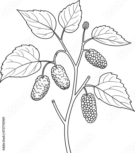 Vector illustration of a tree branch with leaves and berries