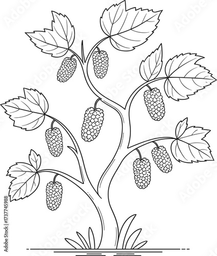 A Detailed Illustration of a Mulberry Tree Laden with Ripe Fruit Showing Its Unique Leaf Structure and Branching Pattern for Agronomy Studies