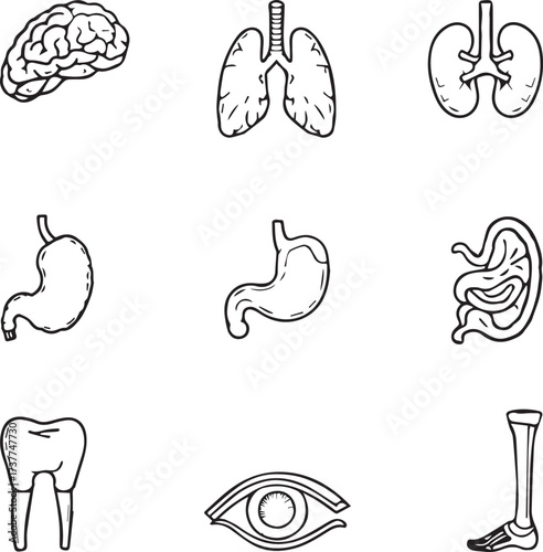 medical organ icons set