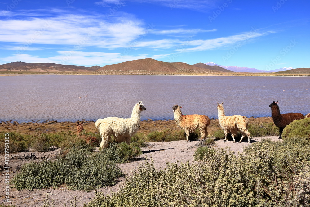 Obraz premium lamas llamas beside the highway between Potosi and Uyuni, Bolivia
