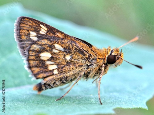 Close-up of a brown butterfly with orange and white spots resting on a green leaf, macro insect photography in nature, perfect for wildlife, entomology, and biodiversity themes.