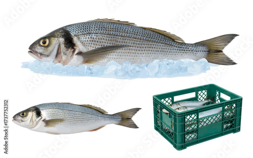 Fresh sea bass and sea bream fish on ice and in a green crate, isolated on a white background.