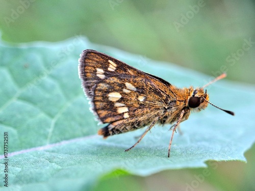 Close-up of a brown butterfly with orange and white spots resting on a green leaf, macro insect photography in nature, perfect for wildlife, entomology, and biodiversity themes.