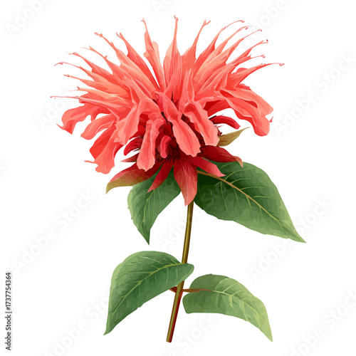 Vector, flat design, animation design, simple flat 2D icon, minimalist design, a Simple design flat 2D icon Vibrant bee balm flower Collection isolated on a white background
