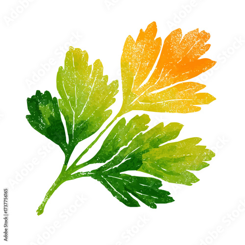 A Watercolor hand-painted parsley with realistic texture on a white background, botanical fruit illustration, flat watercolor painting, simple and detailed design.